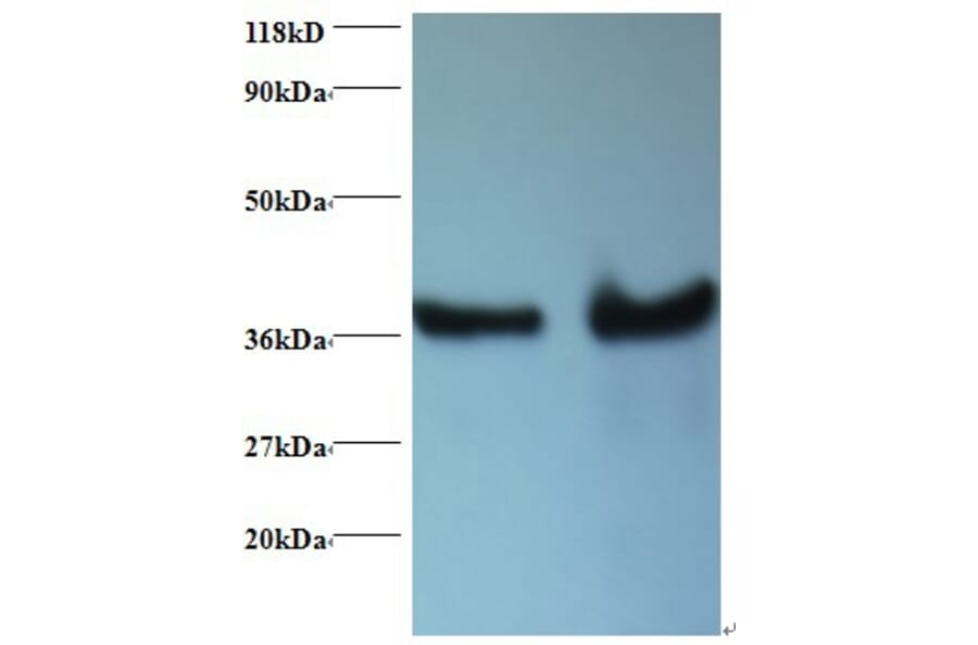DnaJ homolog subfamily B member 1 Polyclonal Antibody from Signalway Antibody (42405) - Antibodies.com