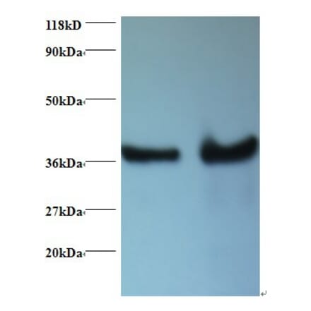 DnaJ homolog subfamily B member 1 Polyclonal Antibody from Signalway Antibody (42405) - Antibodies.com