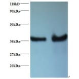 DnaJ homolog subfamily B member 1 Polyclonal Antibody from Signalway Antibody (42405) - Antibodies.com