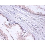 Immunohistochemistry - DnaJ homolog subfamily B member 1 Polyclonal Antibody from Signalway Antibody (42405)