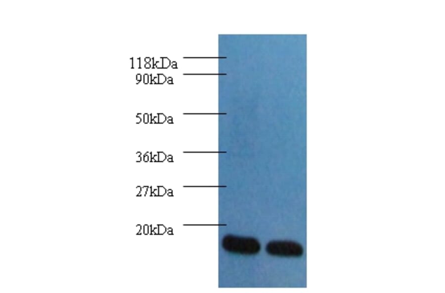 Fatty acid-binding protein, heart Polyclonal Antibody from Signalway Antibody (42492) - Antibodies.com
