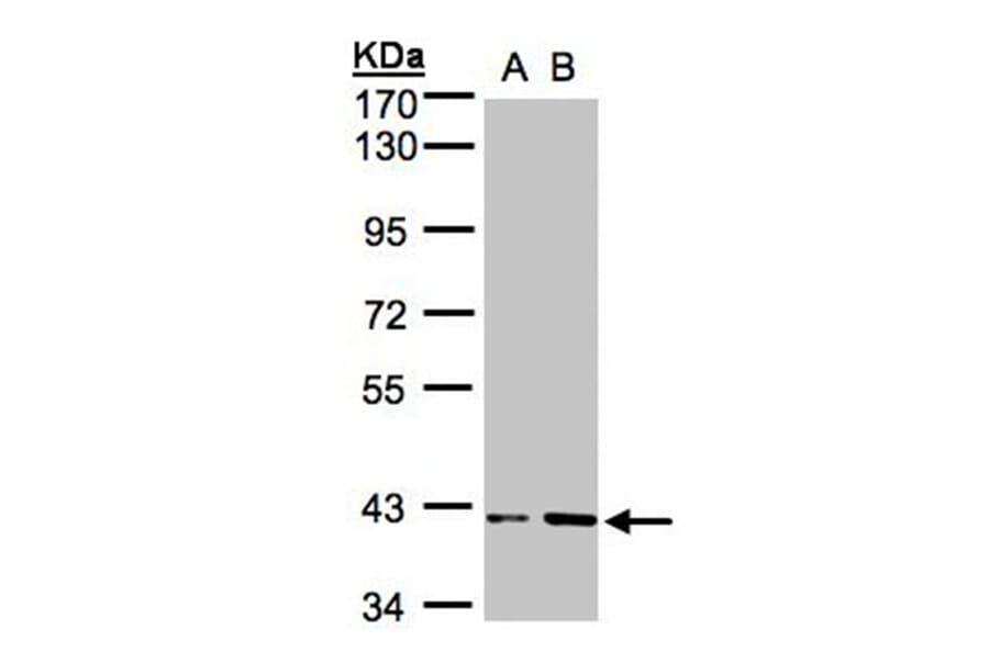 PRPP synthetase-associated protein 1 antibody from Signalway Antibody (23058) - Antibodies.com