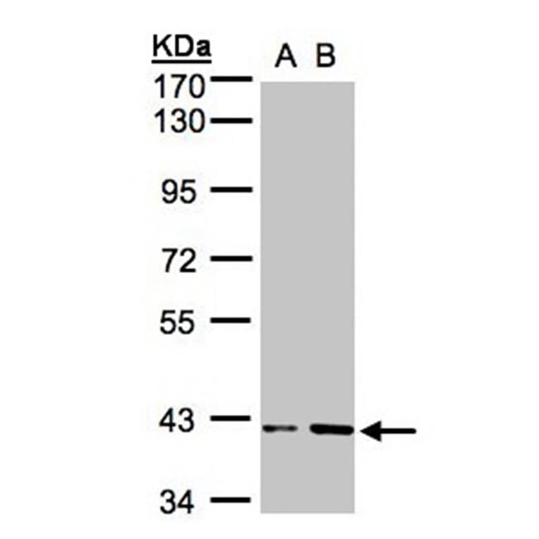 PRPP synthetase-associated protein 1 antibody from Signalway Antibody (23058) - Antibodies.com