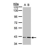 PRPP synthetase-associated protein 1 antibody from Signalway Antibody (23058) - Antibodies.com