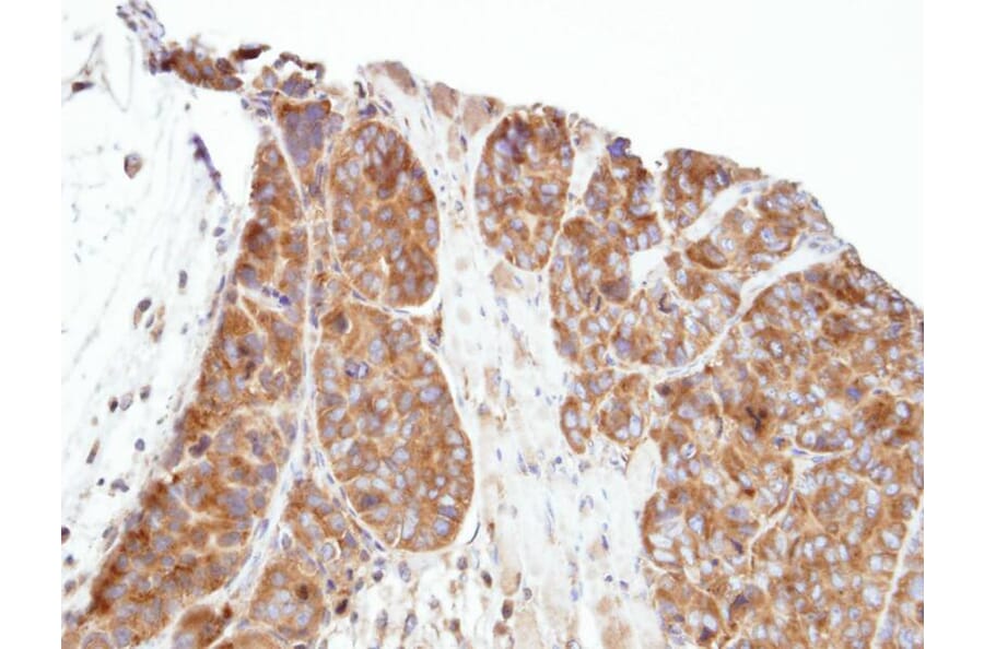 Immunohistochemistry - PRPP synthetase-associated protein 1 antibody from Signalway Antibody - Antibodies.com