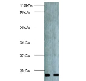 Active regulator of SIRT1 Polyclonal Antibody from Signalway Antibody (42144) - Antibodies.com