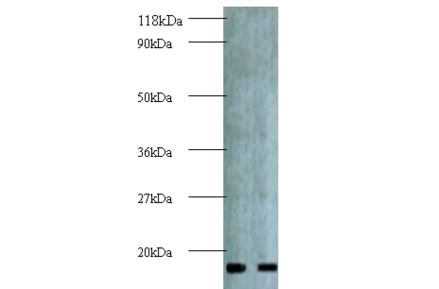 Active regulator of SIRT1 Polyclonal Antibody from Signalway Antibody (42144) - Antibodies.com
