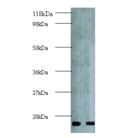 Active regulator of SIRT1 Polyclonal Antibody from Signalway Antibody (42144) - Antibodies.com
