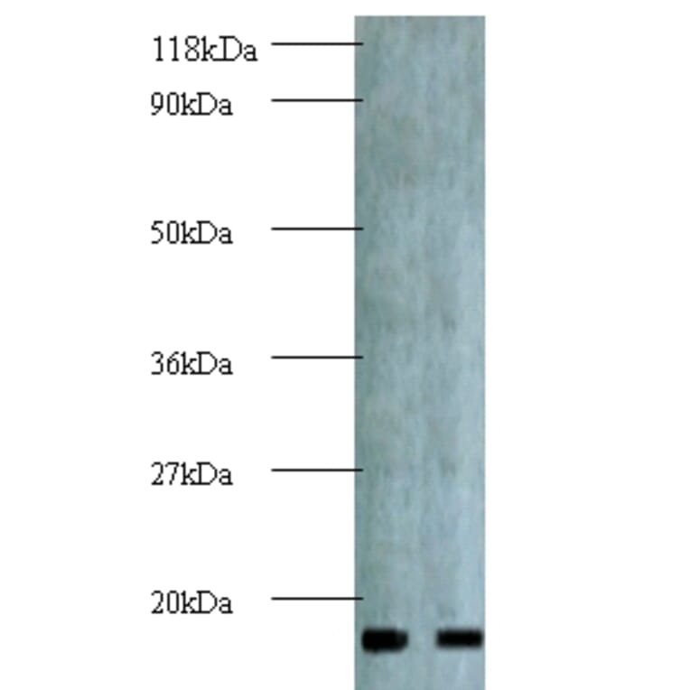 Active regulator of SIRT1 Polyclonal Antibody from Signalway Antibody (42144) - Antibodies.com