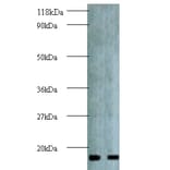 Active regulator of SIRT1 Polyclonal Antibody from Signalway Antibody (42144) - Antibodies.com