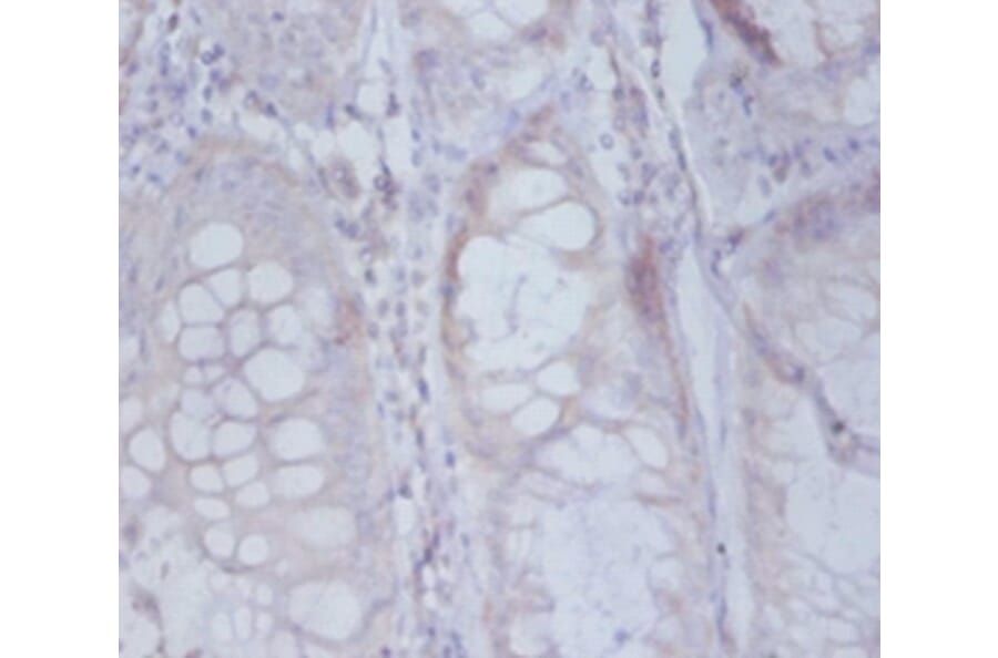 Immunohistochemistry - Active regulator of SIRT1 Polyclonal Antibody from Signalway Antibody - Antibodies.com