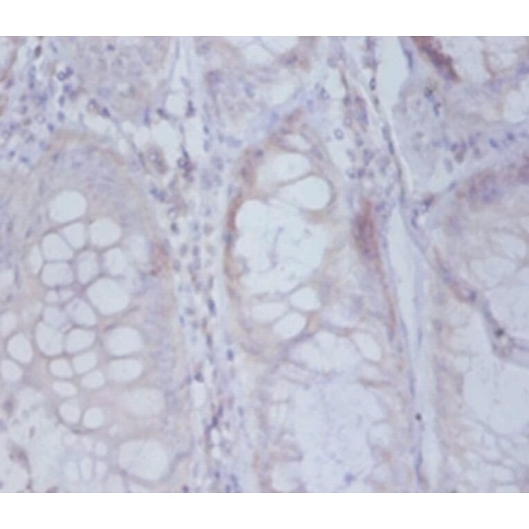 Immunohistochemistry - Active regulator of SIRT1 Polyclonal Antibody from Signalway Antibody - Antibodies.com