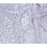 Immunohistochemistry - Active regulator of SIRT1 Polyclonal Antibody from Signalway Antibody - Antibodies.com