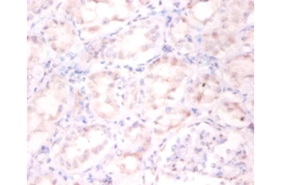 Immunohistochemistry - ADP-ribosylation factor 4 Polyclonal Antibody from Signalway Antibody - Antibodies.com