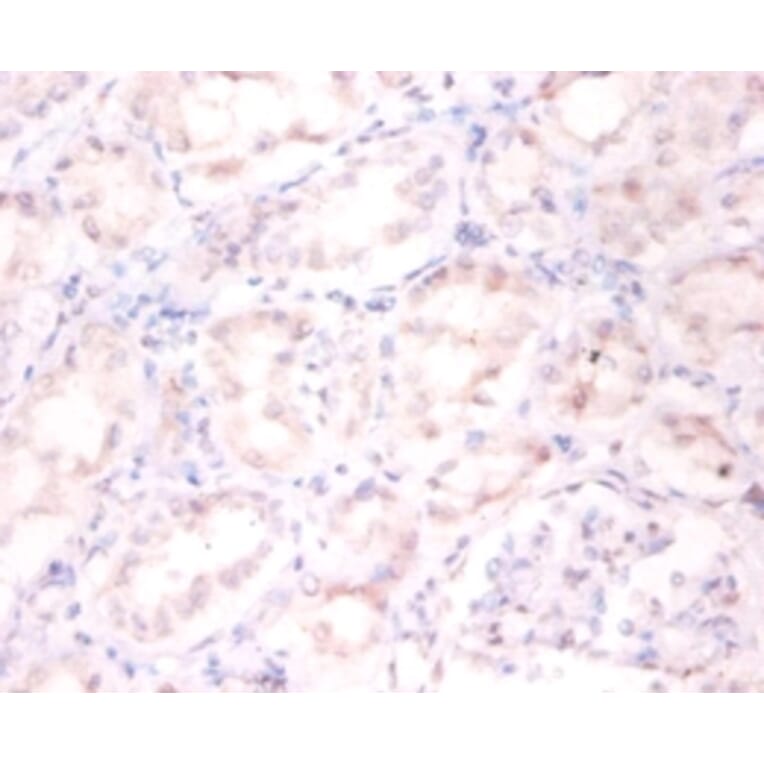 Immunohistochemistry - ADP-ribosylation factor 4 Polyclonal Antibody from Signalway Antibody - Antibodies.com