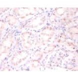 Immunohistochemistry - ADP-ribosylation factor 4 Polyclonal Antibody from Signalway Antibody - Antibodies.com
