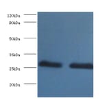 14-3-3 protein beta/alpha Polyclonal Antibody from Signalway Antibody (42265) - Antibodies.com