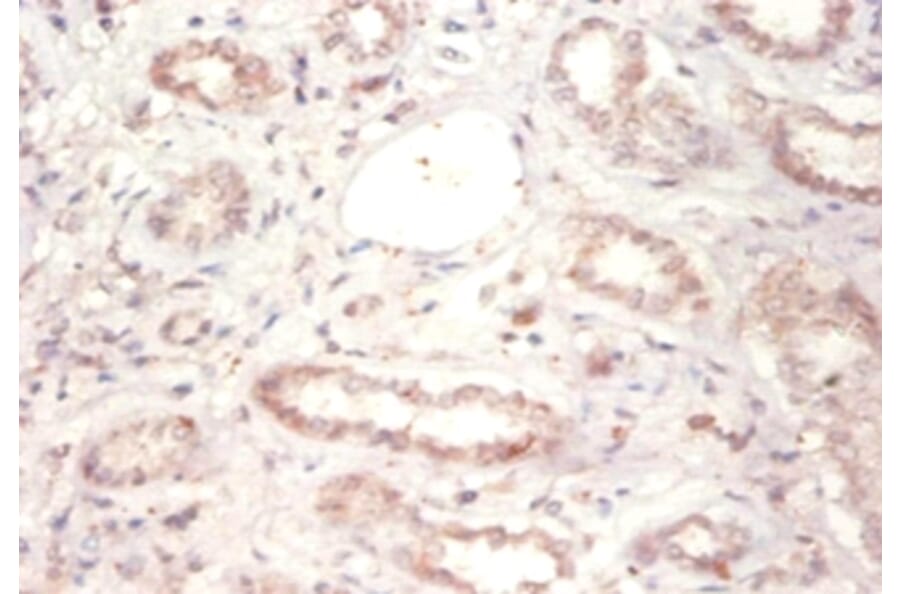 Immunohistochemistry - 14-3-3 protein beta/alpha Polyclonal Antibody from Signalway Antibody - Antibodies.com