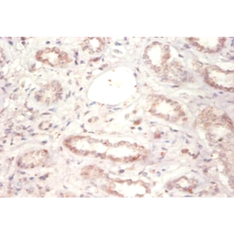 Immunohistochemistry - 14-3-3 protein beta/alpha Polyclonal Antibody from Signalway Antibody - Antibodies.com