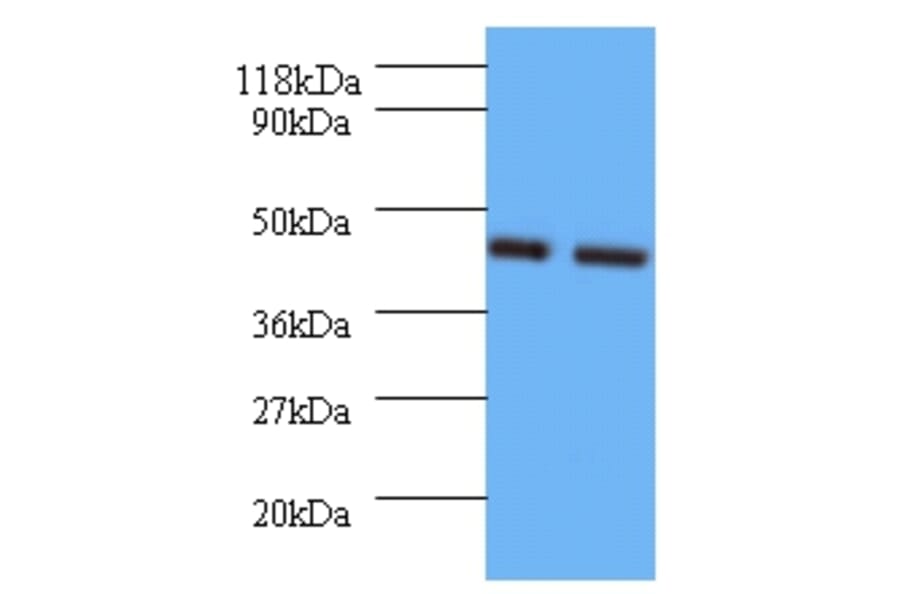 Vasopressin V1b receptor Polyclonal Antibody; from Signalway Antibody (42598) - Antibodies.com