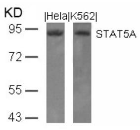 Western blot - STAT5a (Ab-694) Antibody from Signalway Antibody (21048) - Antibodies.com