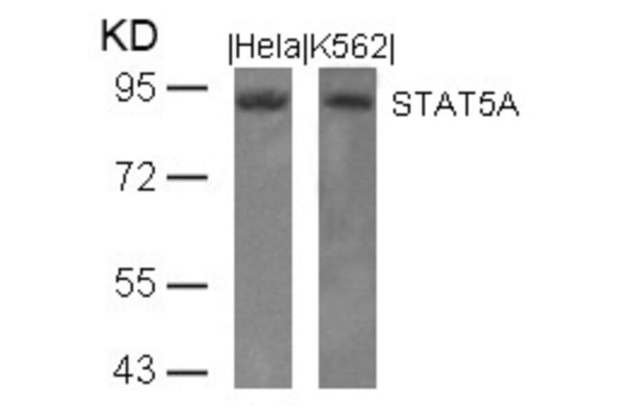 Western blot - STAT5a (Ab-694) Antibody from Signalway Antibody (21048) - Antibodies.com