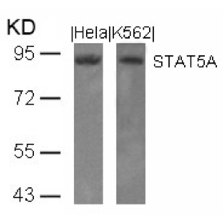 Western blot - STAT5a (Ab-694) Antibody from Signalway Antibody (21048) - Antibodies.com