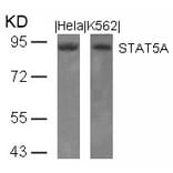 Western blot - STAT5a (Ab-694) Antibody from Signalway Antibody (21048) - Antibodies.com