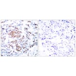 Immunohistochemistry - STAT5a (Ab-694) Antibody from Signalway Antibody (21048) - Antibodies.com