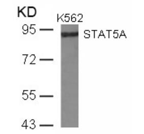 Western blot - STAT5a (Ab-780) Antibody from Signalway Antibody (21049) - Antibodies.com