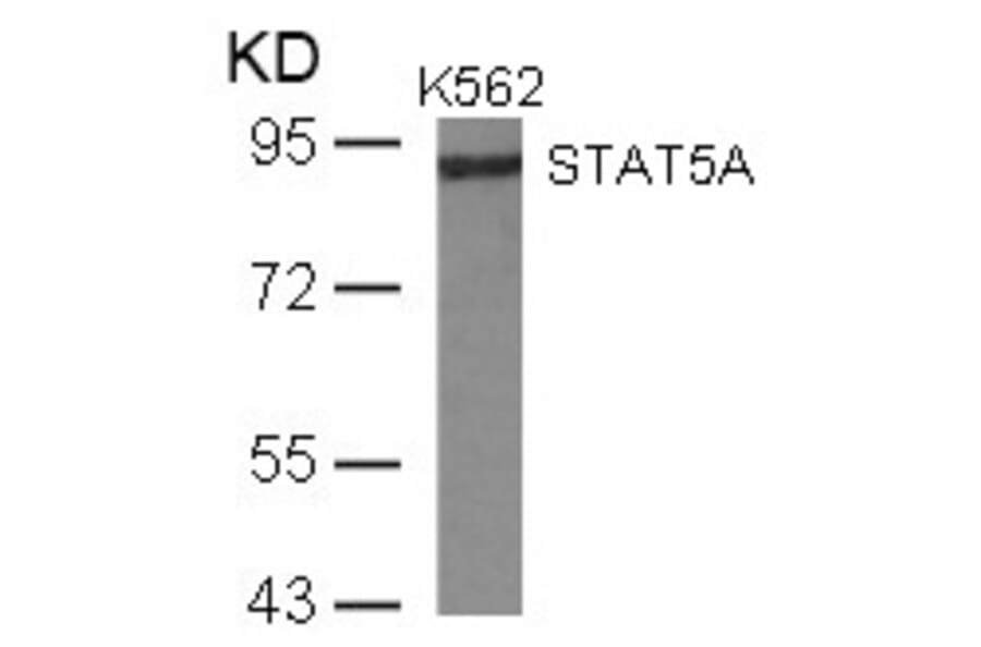 Western blot - STAT5a (Ab-780) Antibody from Signalway Antibody (21049) - Antibodies.com