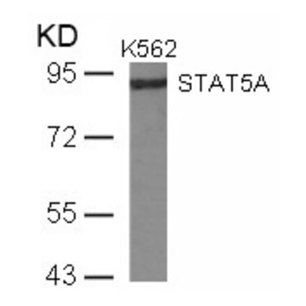 Western blot - STAT5a (Ab-780) Antibody from Signalway Antibody (21049) - Antibodies.com