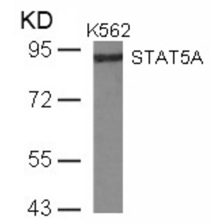Western blot - STAT5a (Ab-780) Antibody from Signalway Antibody (21049) - Antibodies.com