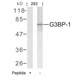 Western blot - G3BP-1 (Ab-232) Antibody from Signalway Antibody (21102) - Antibodies.com