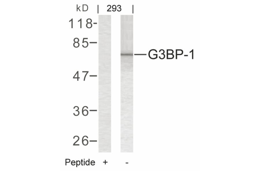 Western blot - G3BP-1 (Ab-232) Antibody from Signalway Antibody (21102) - Antibodies.com