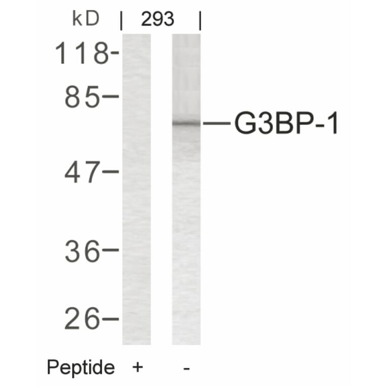 Western blot - G3BP-1 (Ab-232) Antibody from Signalway Antibody (21102) - Antibodies.com