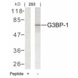 Western blot - G3BP-1 (Ab-232) Antibody from Signalway Antibody (21102) - Antibodies.com