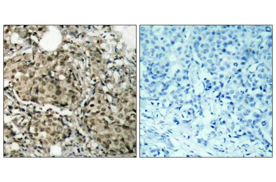 Immunohistochemistry - G3BP-1 (Ab-232) Antibody from Signalway Antibody (21102) - Antibodies.com