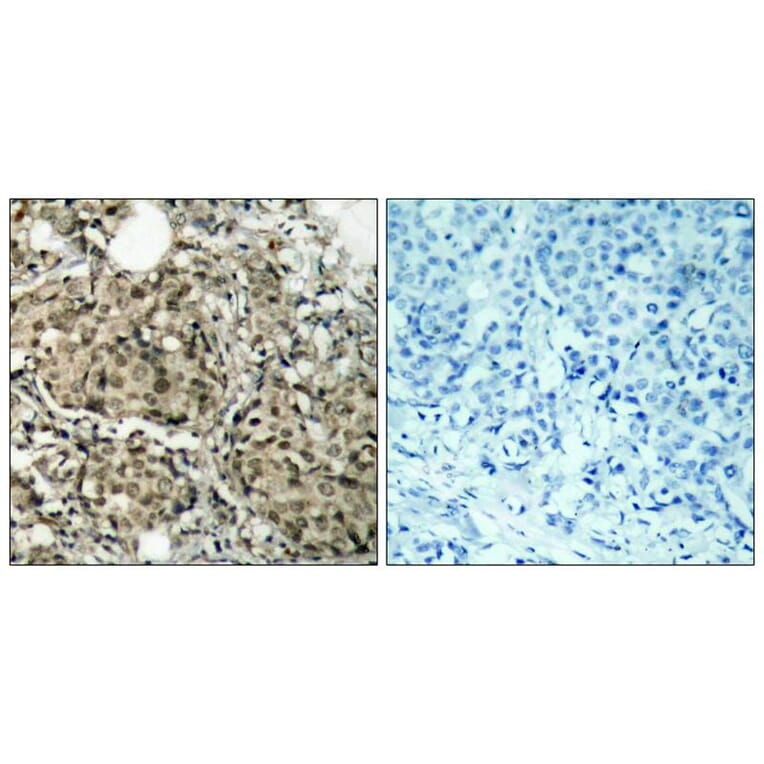 Immunohistochemistry - G3BP-1 (Ab-232) Antibody from Signalway Antibody (21102) - Antibodies.com