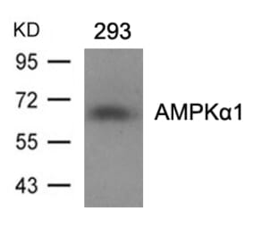 Western blot - AMPKa1 (Ab-487)Antibody from Signalway Antibody (21130) - Antibodies.com