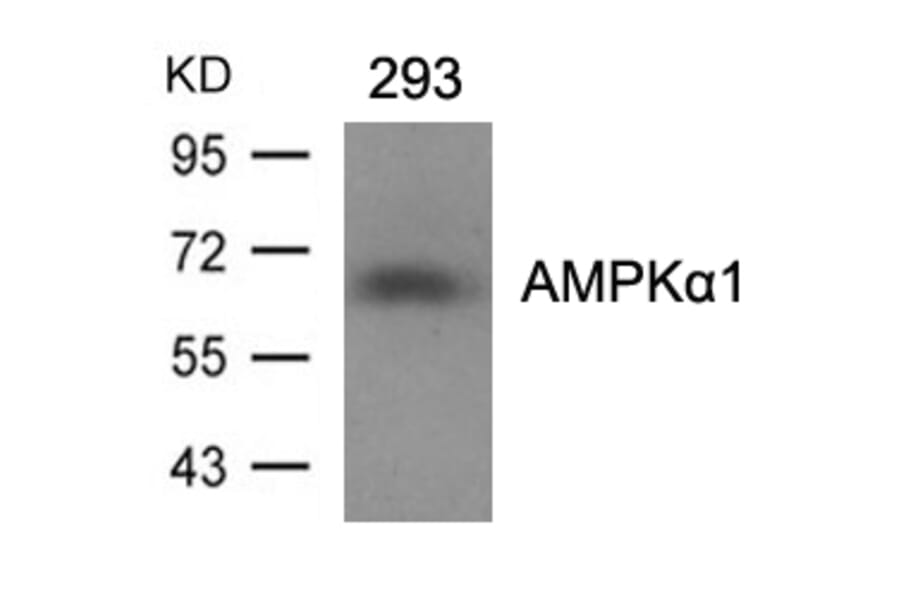 Western blot - AMPKa1 (Ab-487)Antibody from Signalway Antibody (21130) - Antibodies.com
