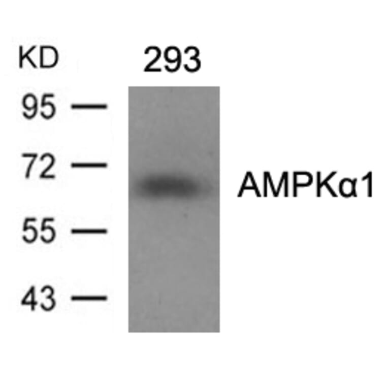 Western blot - AMPKa1 (Ab-487)Antibody from Signalway Antibody (21130) - Antibodies.com