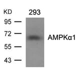 Western blot - AMPKa1 (Ab-487)Antibody from Signalway Antibody (21130) - Antibodies.com