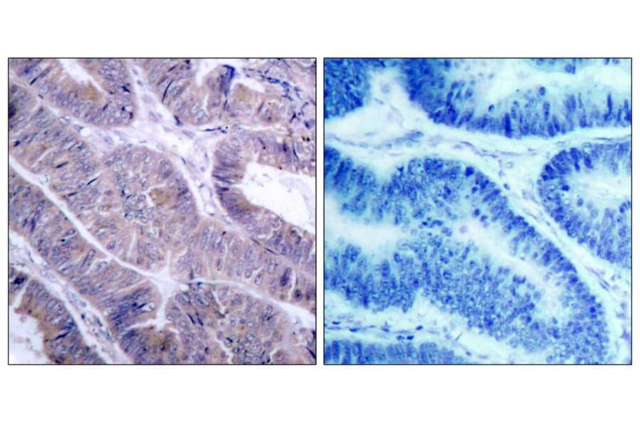 Immunohistochemistry - AMPKa1 (Ab-487)Antibody from Signalway Antibody (21130) - Antibodies.com