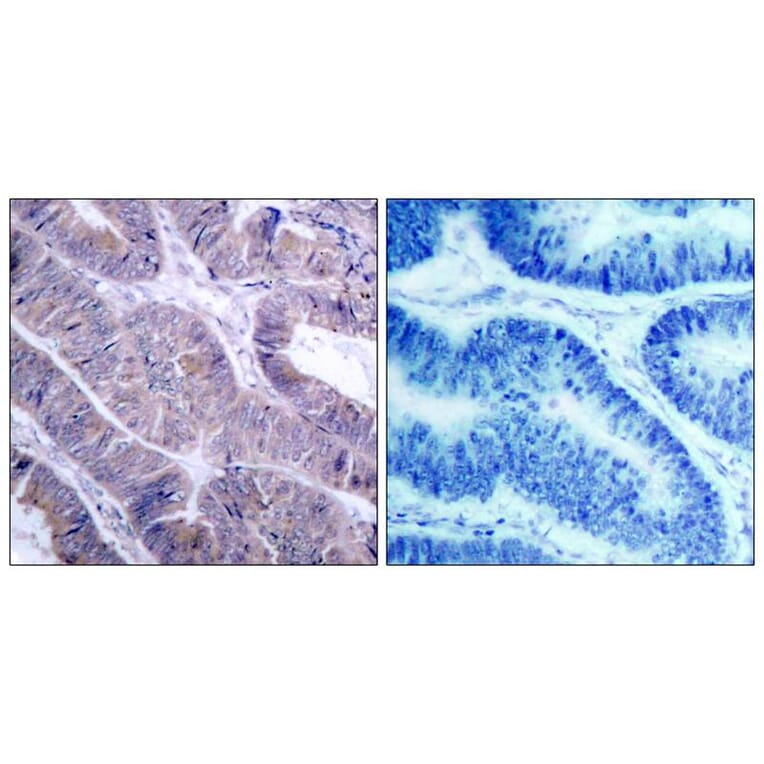 Immunohistochemistry - AMPKa1 (Ab-487)Antibody from Signalway Antibody (21130) - Antibodies.com