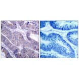Immunohistochemistry - AMPKa1 (Ab-487)Antibody from Signalway Antibody (21130) - Antibodies.com