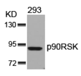 Western blot - p90RSK (Ab-352) Antibody from Signalway Antibody (21136) - Antibodies.com