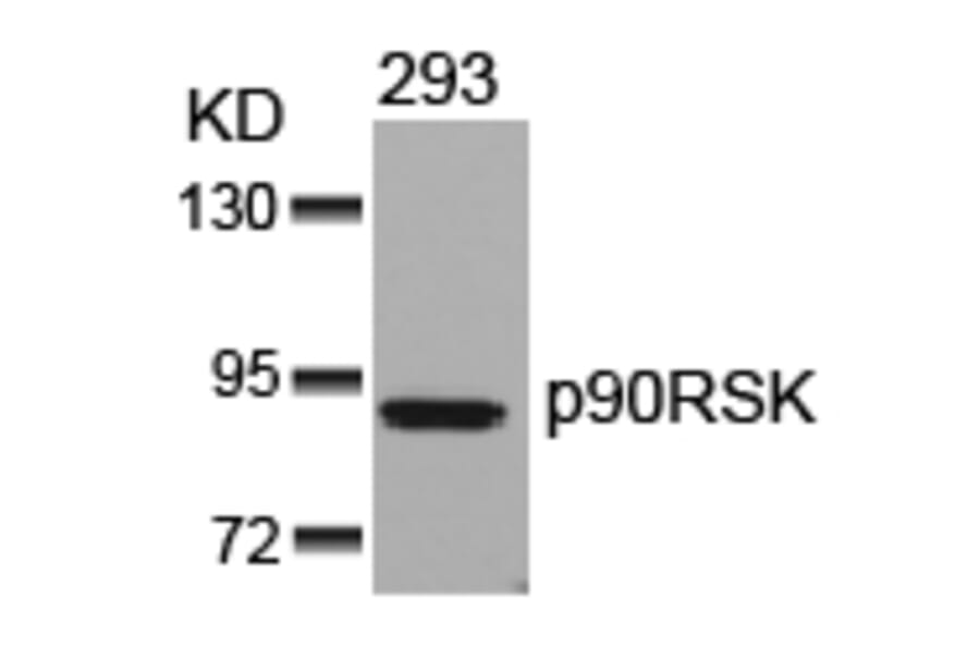 Western blot - p90RSK (Ab-352) Antibody from Signalway Antibody (21136) - Antibodies.com