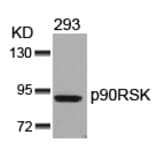 Western blot - p90RSK (Ab-352) Antibody from Signalway Antibody (21136) - Antibodies.com