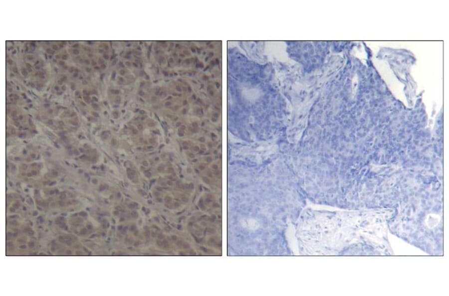 Immunohistochemistry - p90RSK (Ab-352) Antibody from Signalway Antibody (21136) - Antibodies.com